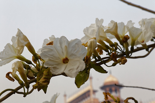 Agra-Taj mahal-127